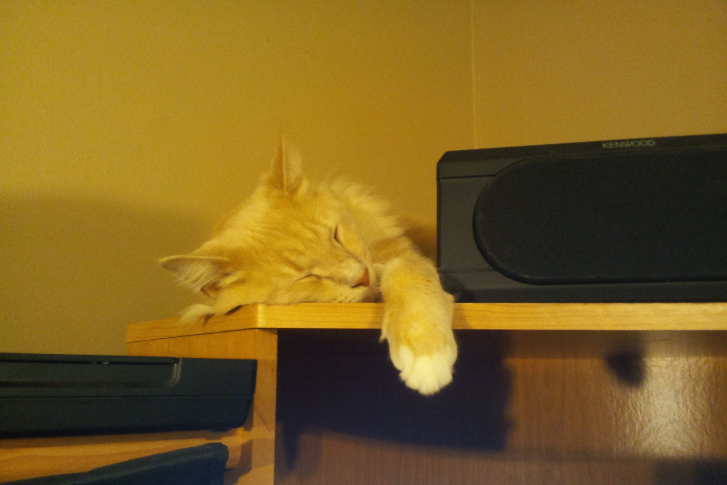 Henry 'Fats' Rothschild, a cream long-haired cat, asleep on a wooden shelf with one paw hanging over the edge
