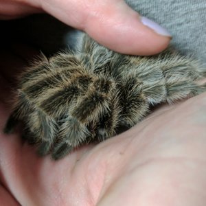 Lucy, a Chilean rose-haired tarantula