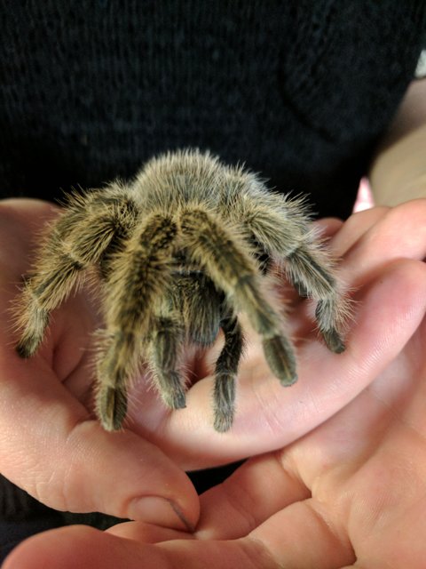 Lucy the tarantula's background photo